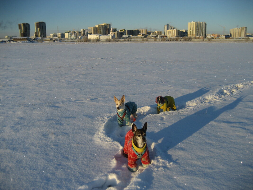 Прогулки по полям - Anna Ivanova
