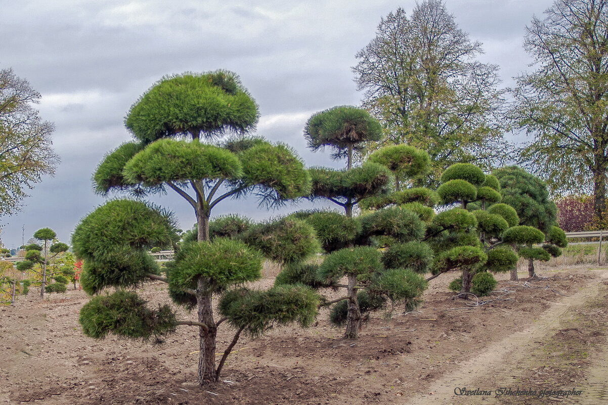 Японская сосна - Светлана Ищенко