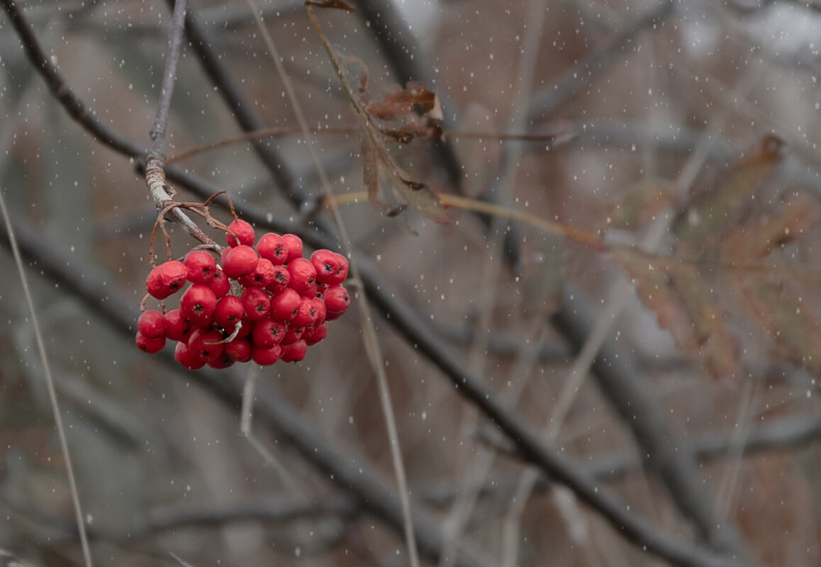 Настроение осени - Роман никандров