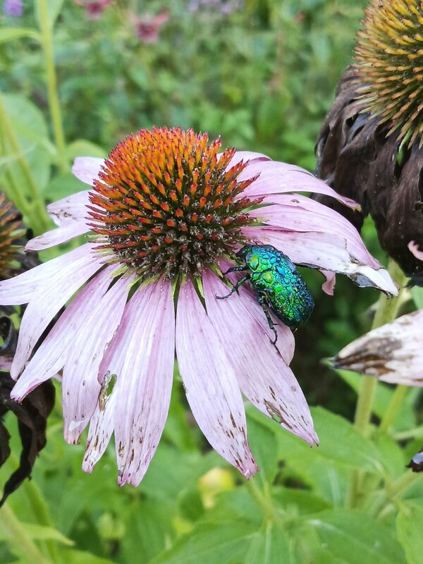 *** - Алексей Дмитриев