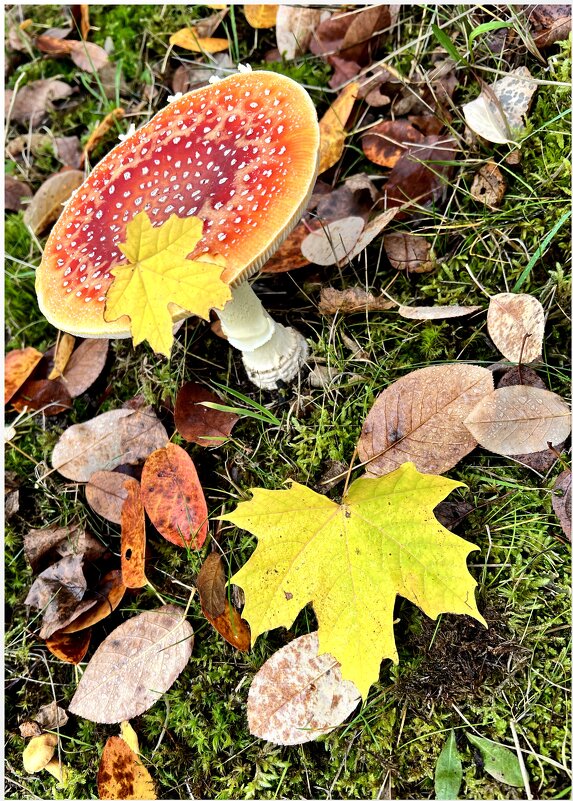У меня нарядный вид, Жаль, я очень ядовит. - "The Natural World" Александер