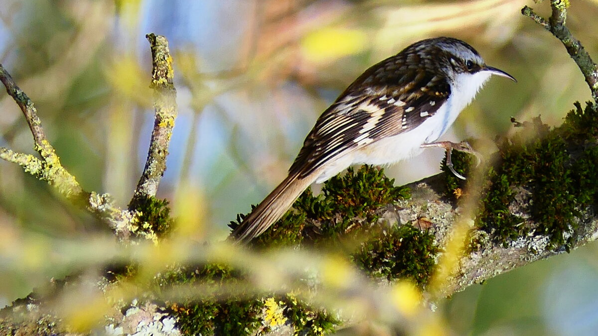 +++ - "The Natural World" Александер