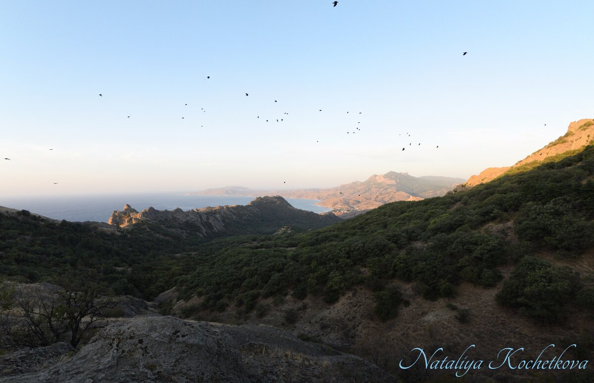 Природа Крыма - Amazing Cosmea