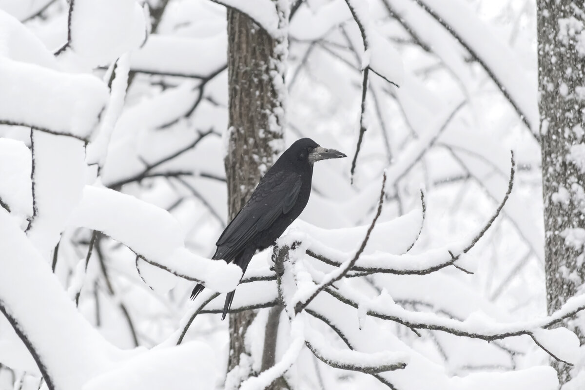 Высоко сижу, далеко гляжу - Игорь Протасов