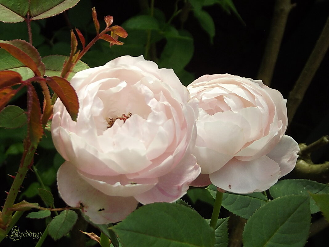 Розы - Freddy 97