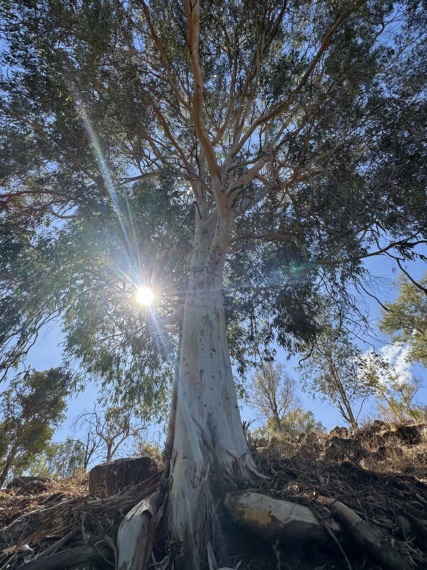 Гигантское дерево, одно из самых высоких в мире лиственных - Александр Деревяшкин Гигантское дерево, одно из самых высоких в мире лиственных - Александр Деревяшкин