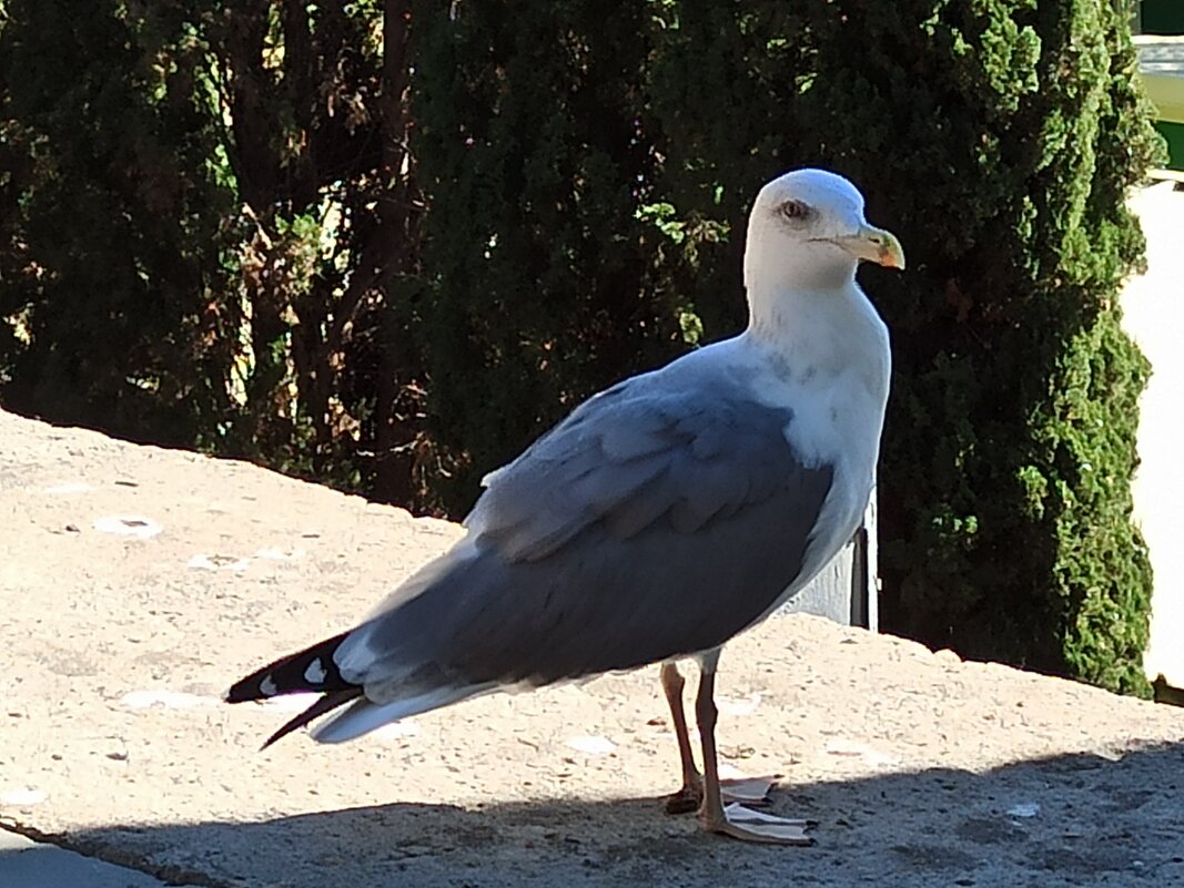 Валерий на посту. - Галина 