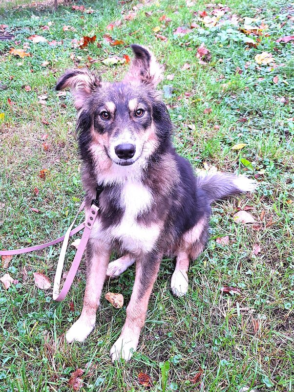 Лопоухий - Наталья 