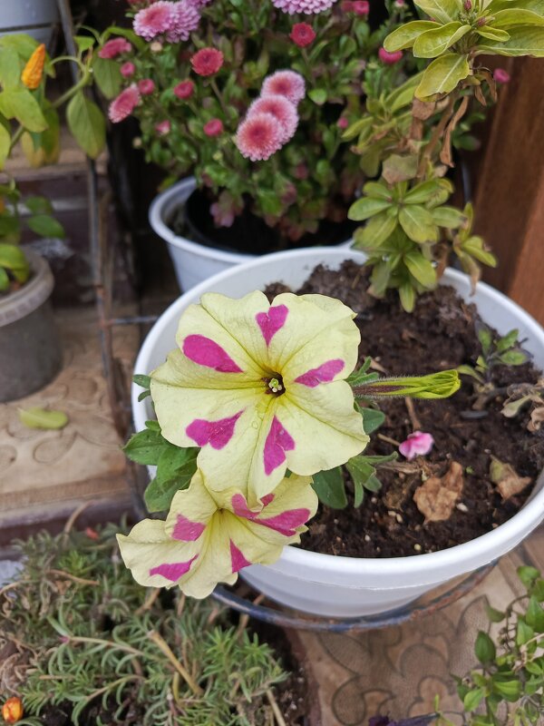 Петуния - Татьяна Пальчикова Петуния - Татьяна Пальчикова