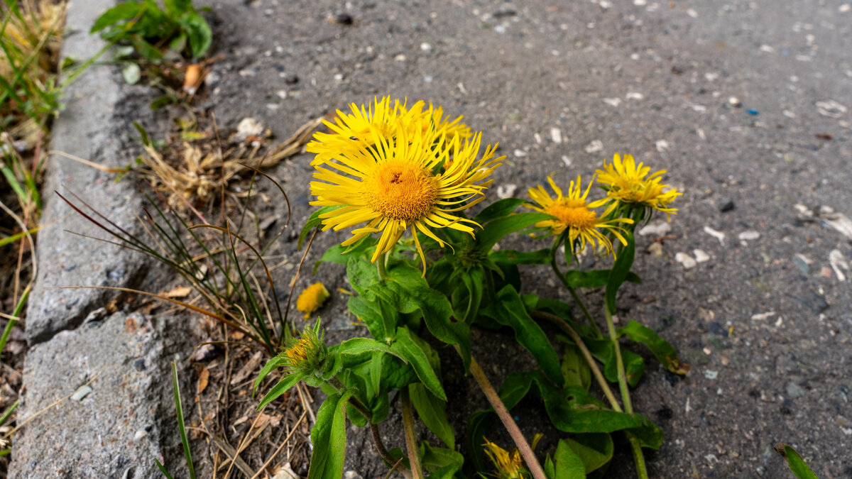 Цветы на асфальте - Владимир Иванович