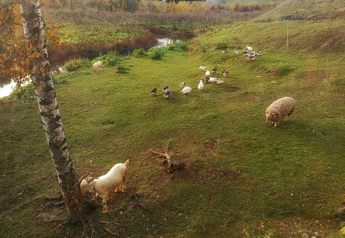 Были гусь и голубь, а теперь баран и козёл, ну и птицы тоже. - Лилия * Были гусь и голубь, а теперь баран и козёл, ну и птицы тоже. - Лилия *