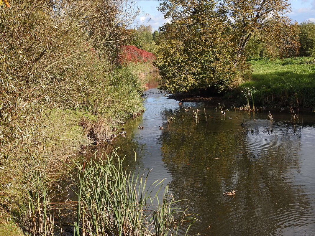дикий мир осенью - ИННА ПОРОХОВА