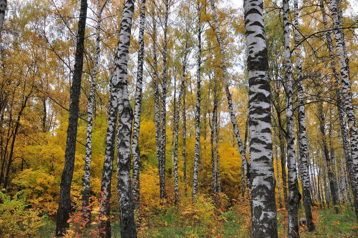 Буйство красок - Александр Конов