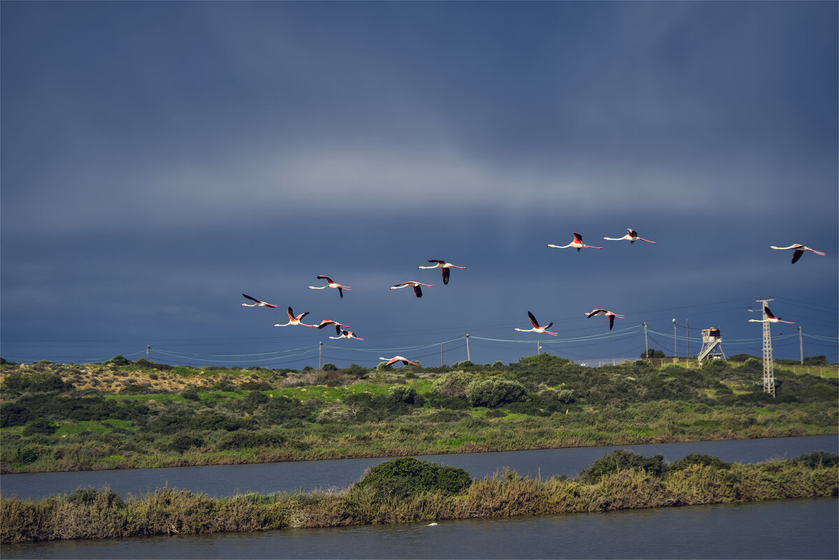 Соленые озера Фламинго ,* парк Нахаль Ха-шофет - ujgcvbif 