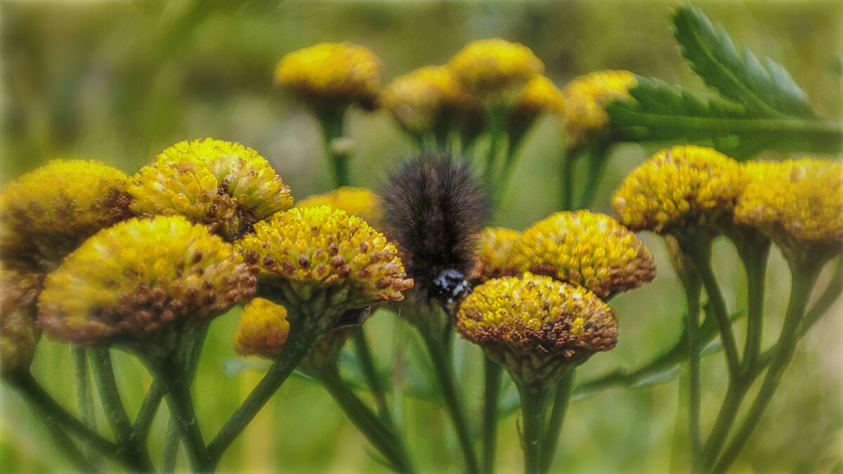 Последние (осенние) букашки 2025 . . - AZ east3