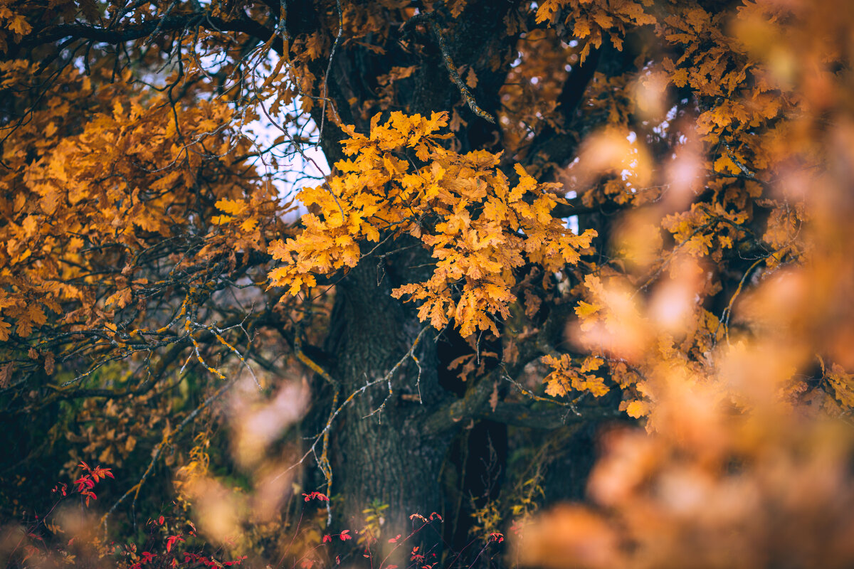 Осень такая осень. Октябрь - Вячеслав Владимирович