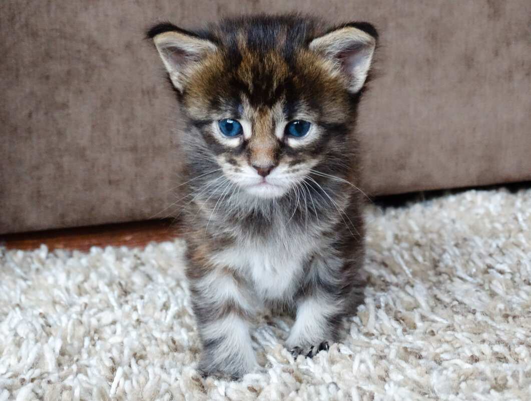 Малыш - Мейн-кун - Владимир Звягин Малыш - Мейн-кун - Владимир Звягин