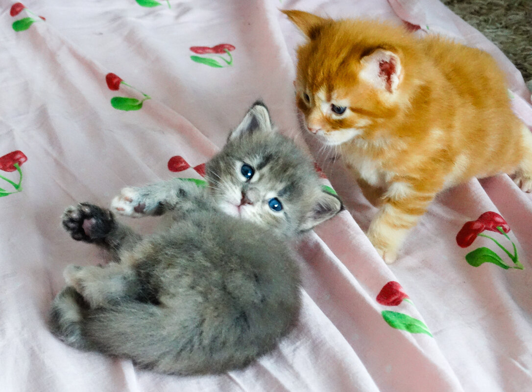 Котята породы Мейн-кун - Владимир Звягин Котята породы Мейн-кун - Владимир Звягин