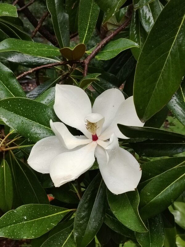 Цветок магнолии - Евгений Васильев