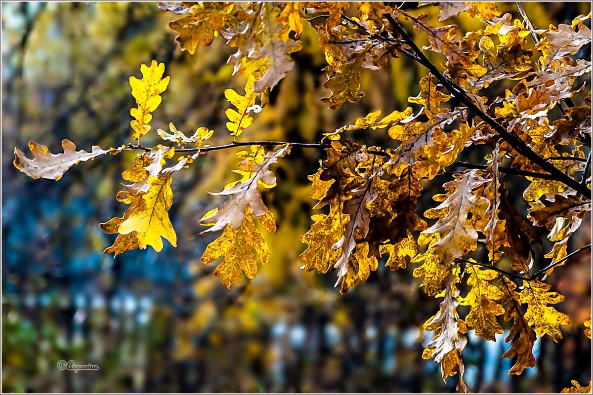 Осень в городке... - Aquarius - Сергей Осень в городке... - Aquarius - Сергей