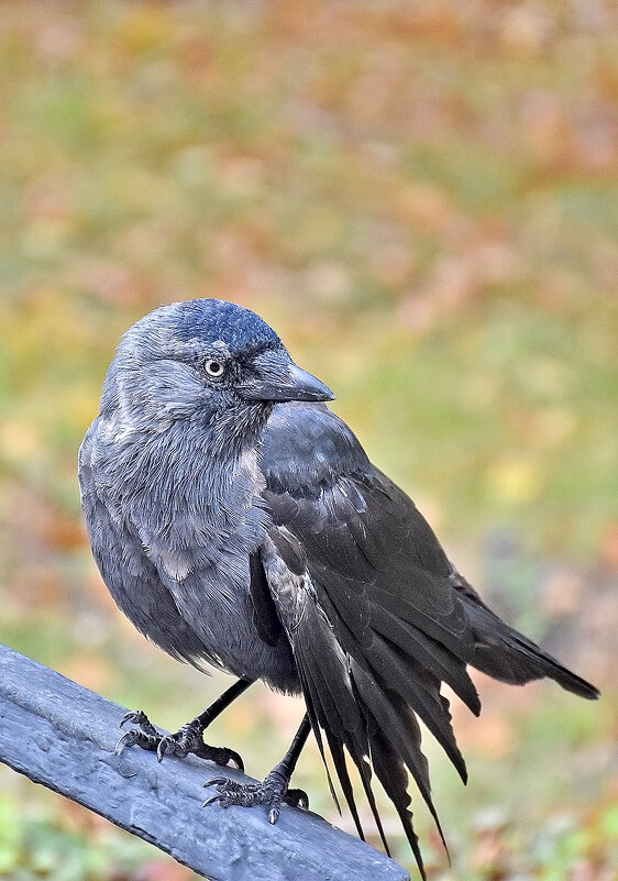 Что-то с крылышком! - Валентина  Нефёдова 