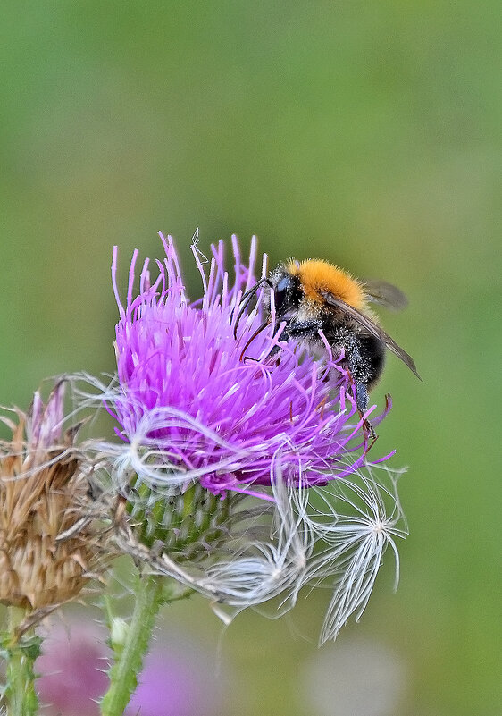 Тёплый октябрь. - Валентина Нефёдова Тёплый октябрь. - Валентина Нефёдова