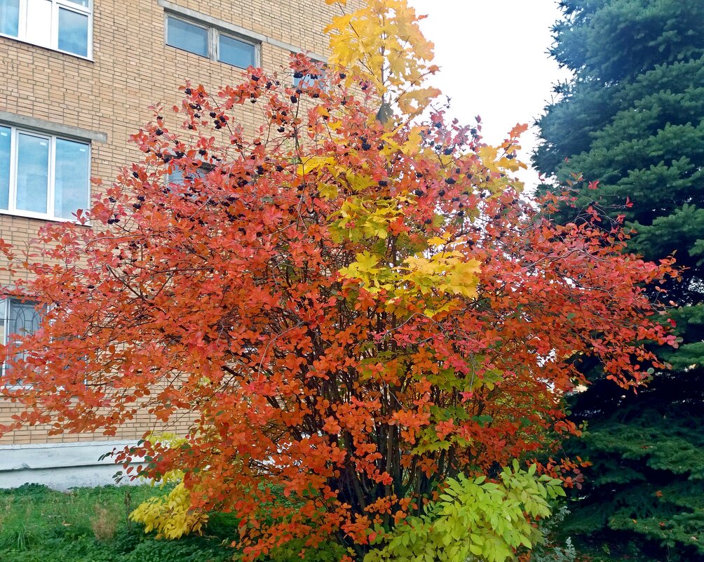 Краски октября - Galina Solovova