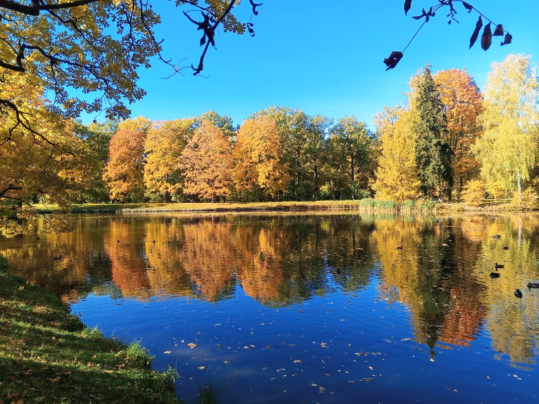 Осень - Сапсан 
