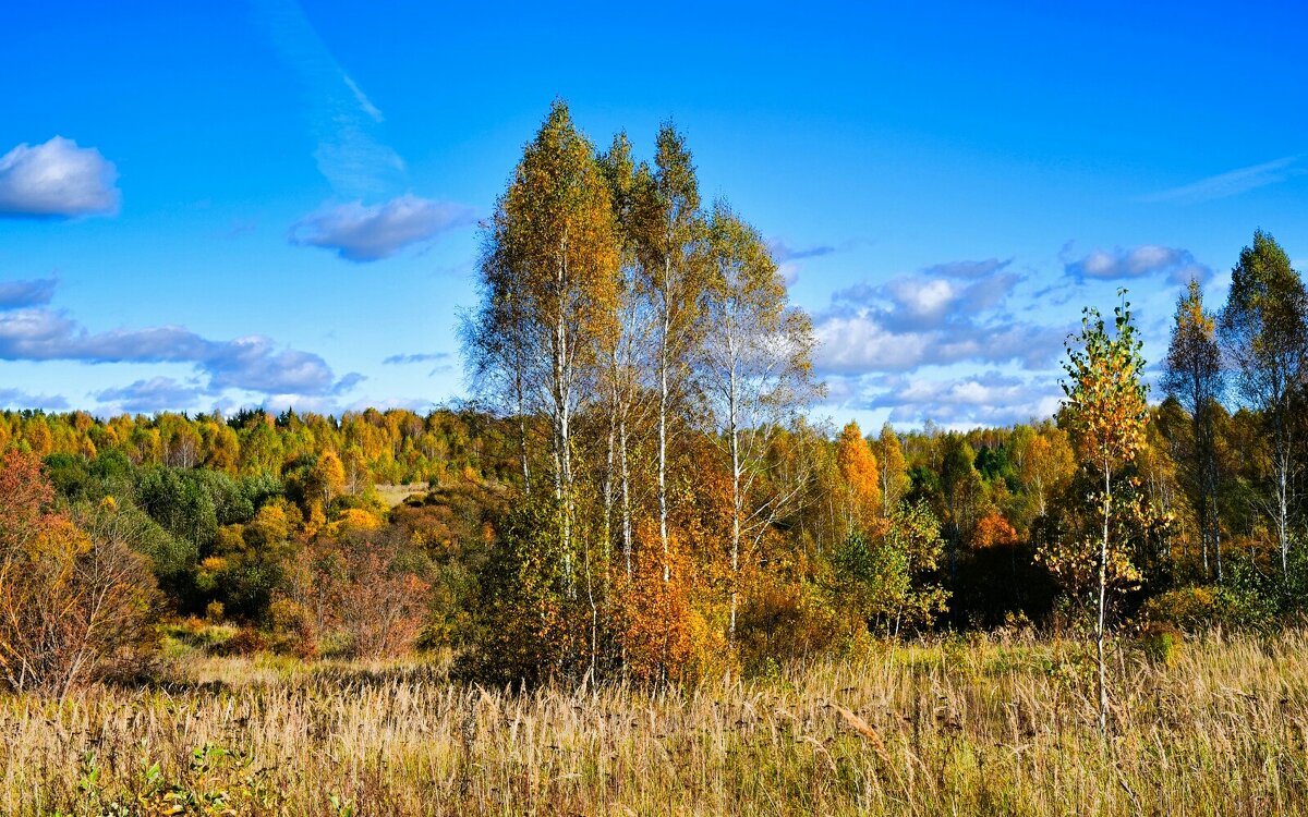 Осенний лес. - Милешкин Владимир Алексеевич Осенний лес. - Милешкин Владимир Алексеевич