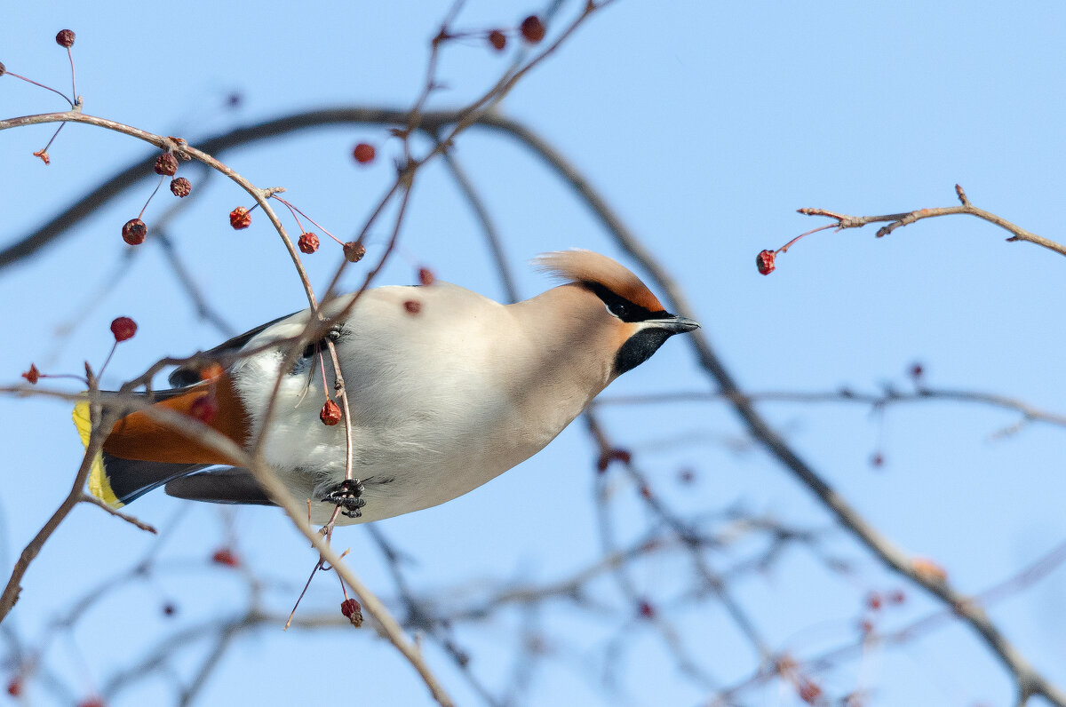 Свиристель - Виктор Иванович Чернюк