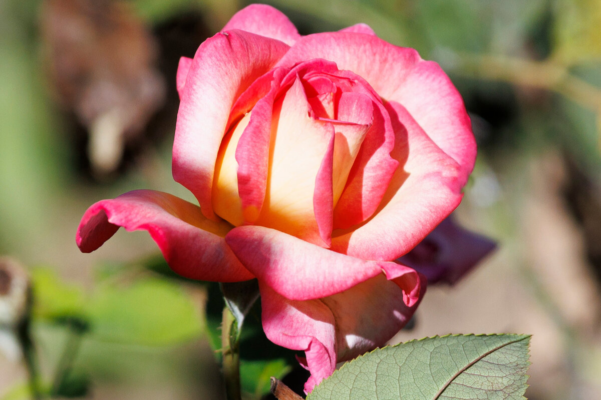 Осенние красавицы - Светлана Тихонина