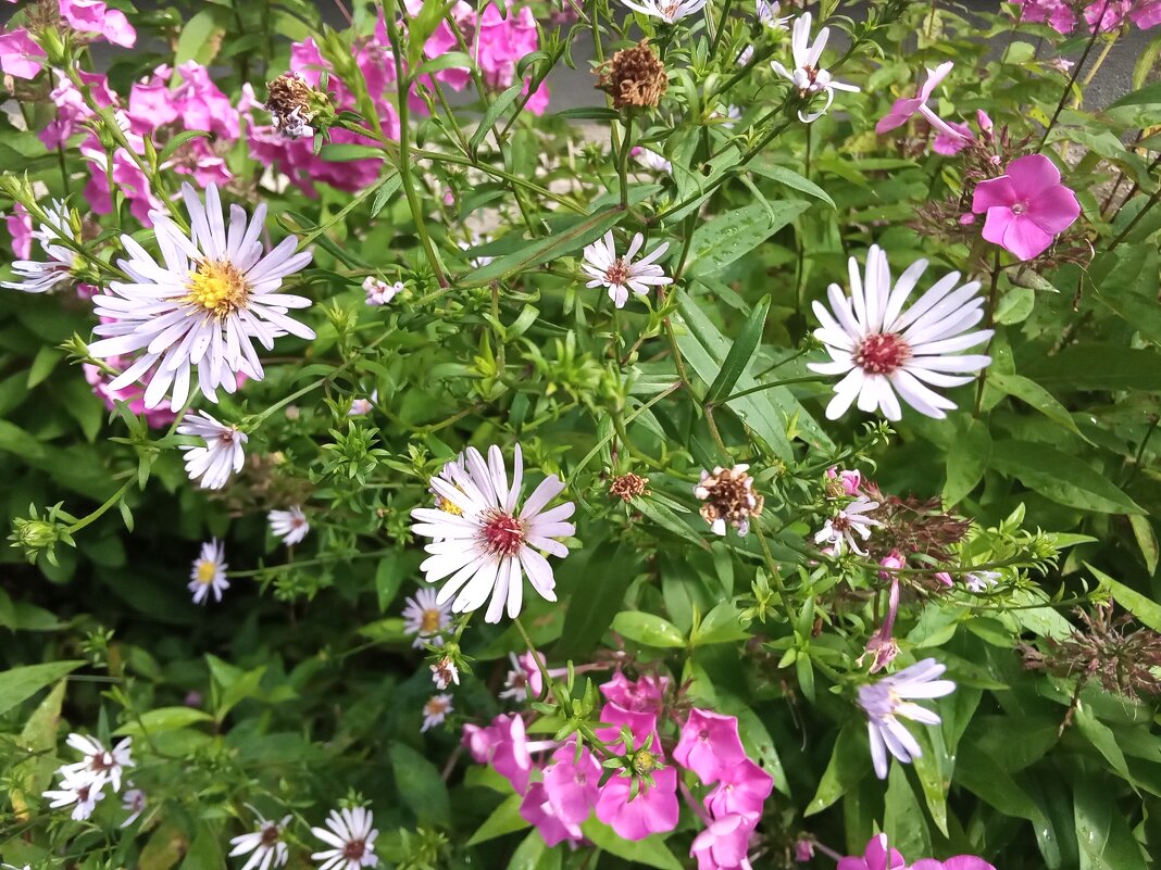 Цветы  августа - 2 - Фотогруппа Весна