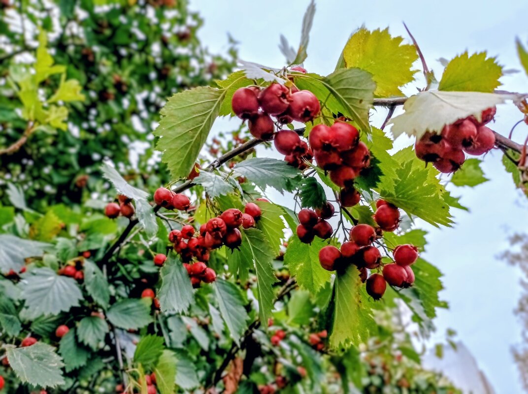 Боярышник - Veera V