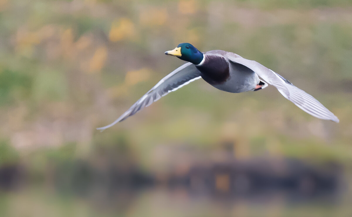 *** - Владимир Безбородов