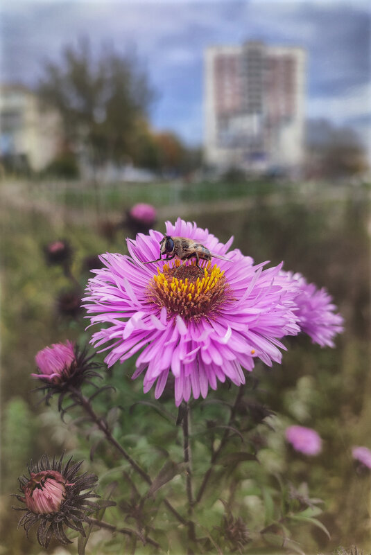 Последние (осенние) букашки 2025 . . . - AZ east3