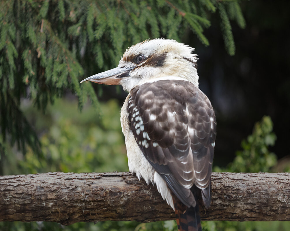 Кукабара - SanSan 