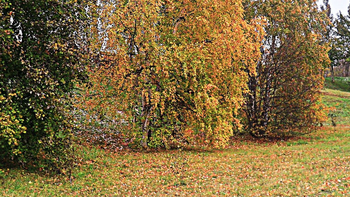 Осень..Осыпается золото берез! - Владимир 