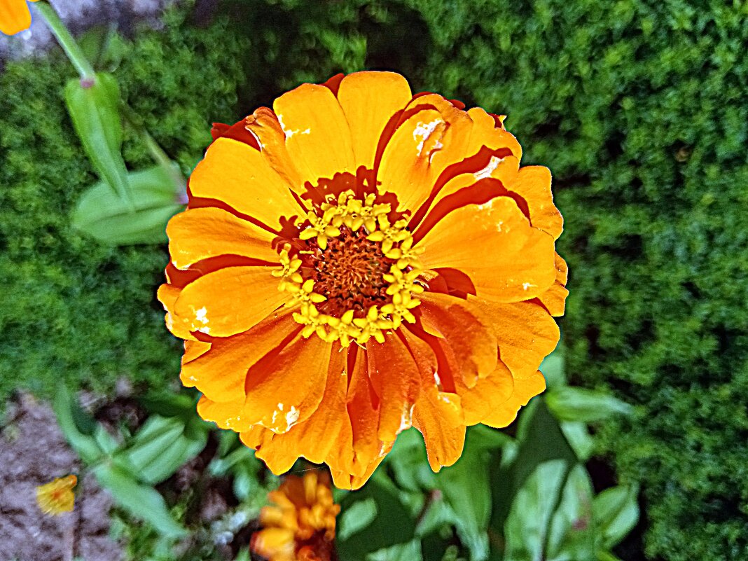 Цветы. - Владимир Драгунский