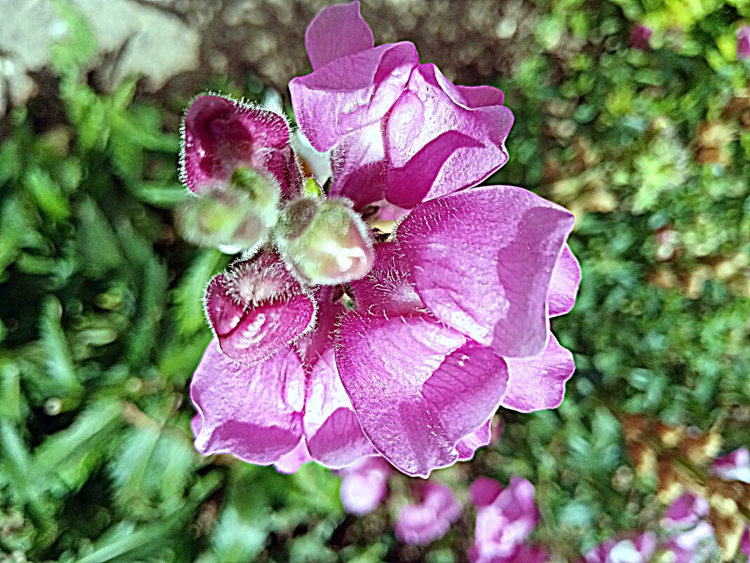 Цветы. - Владимир Драгунский Цветы. - Владимир Драгунский
