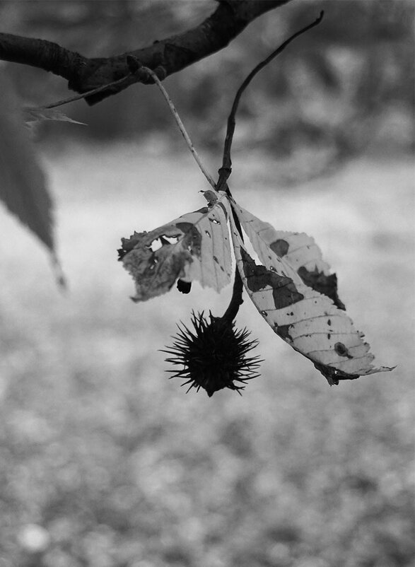 Почти парит - Лариса Корж