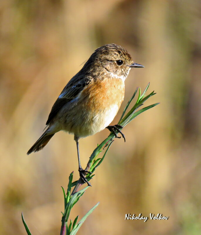 Чекан. - Николай Волков