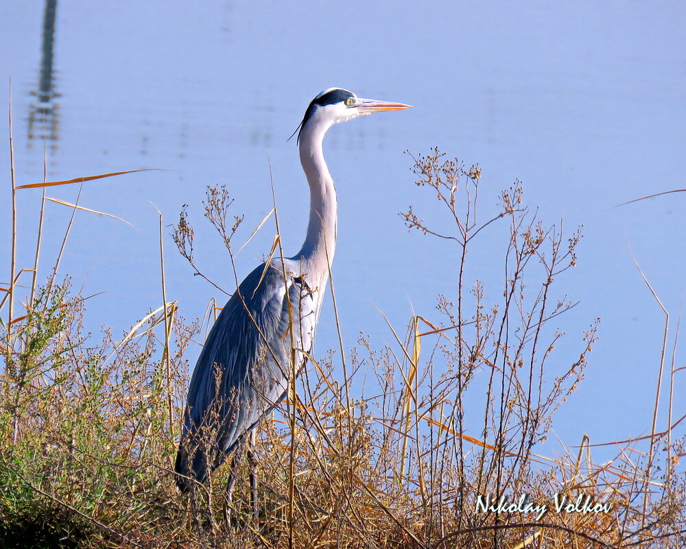 Серая цапля. - Николай Волков Серая цапля. - Николай Волков