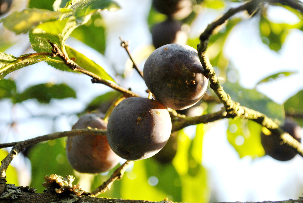 Забытые в августе - AleksSPb Лесниченко