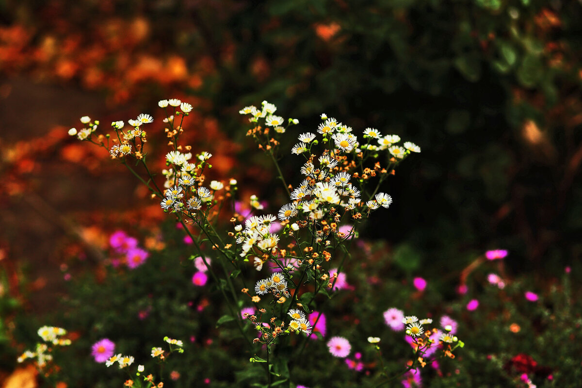 Цветочки - Юрий Гайворонскiий