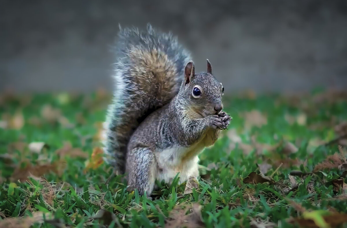 Белка - Aleksey Afonin