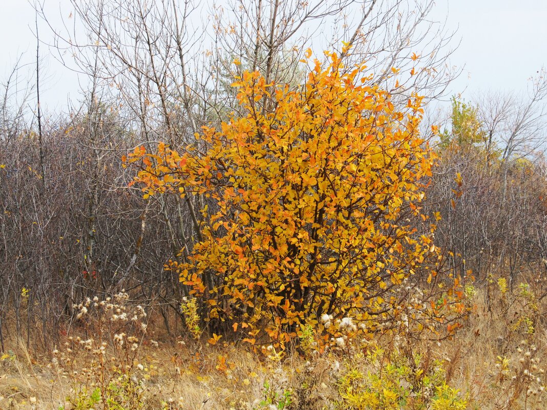 октябрь - Елена Шаламова