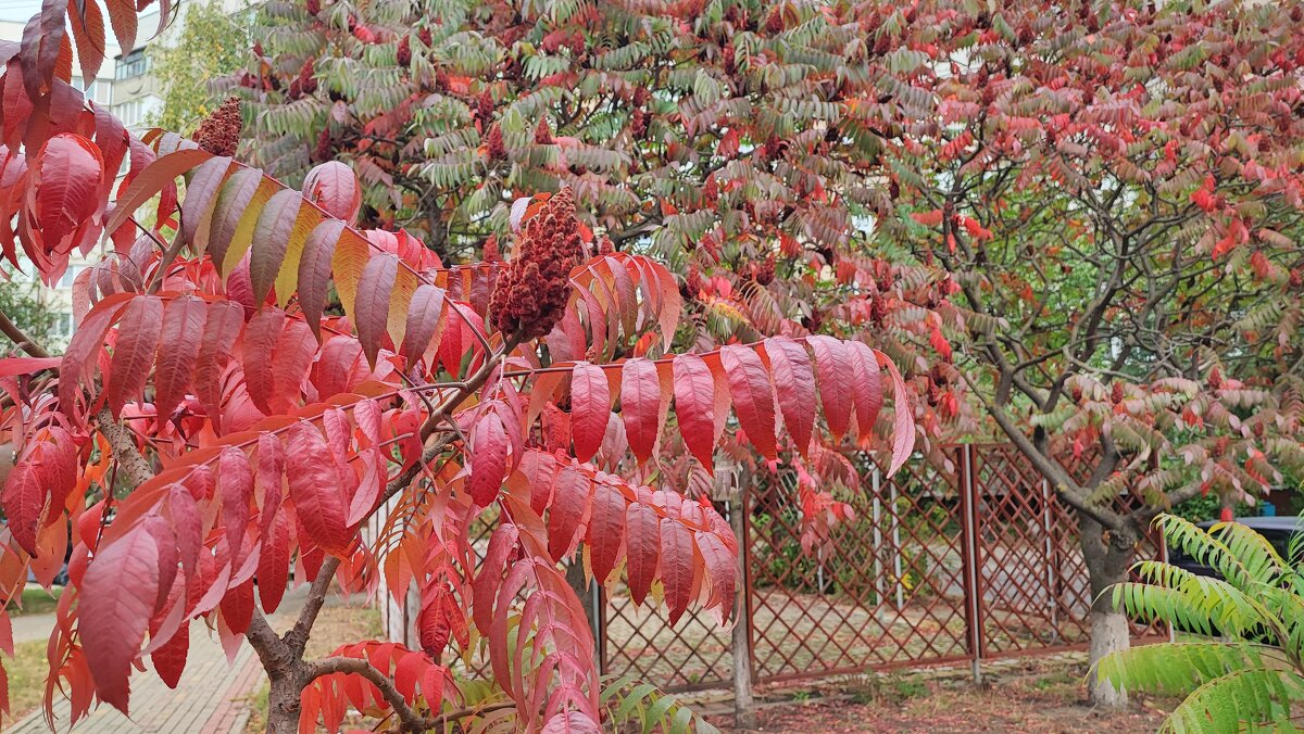 ,,, - Сергей Тимоновский