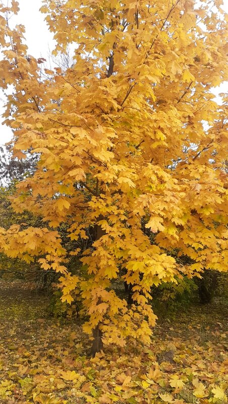 Клен - Елена Семигина