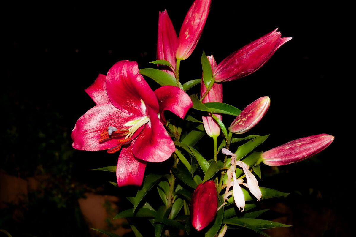 Лилия - Александр Силинский