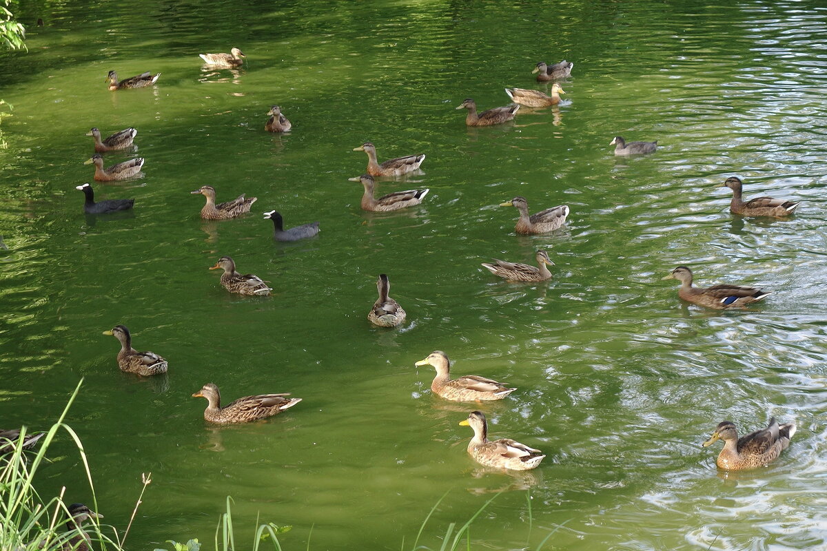 Жаждующие... - Рита Симонова